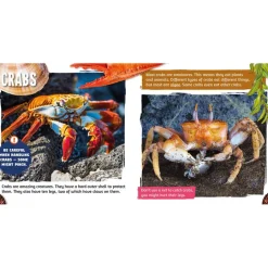 Seaside Topic Book Pack 10pk Geography Books|Non-Fiction Books