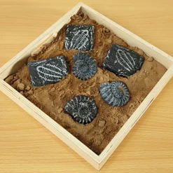 Sale Sensory Fossil Replica Set 6pcs Outdoor Sand & Water|Sand & Accessories