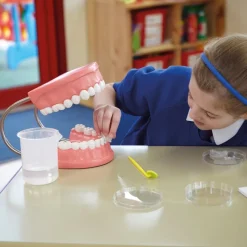 Best Set of Teeth Model Human Body