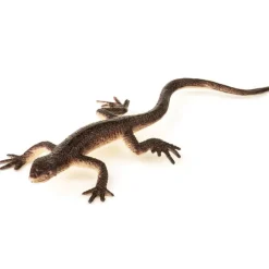 Small World Plastic Reptiles 60pk Animals|Shop The Full Range