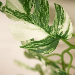 Outlet Variegated Monstera Plant Garland 190cm Role Play Accessories