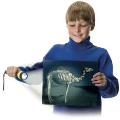 Best What's Inside Animals? A4 Picture Cards Animals & Minibeasts