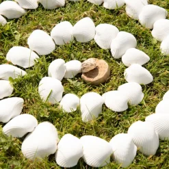 Discount White Seashells 2.5l Festivals & Celebrations|Collage & Craft