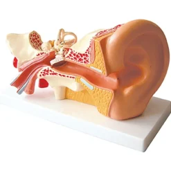 4x Life Size Human Ear Model Human Body