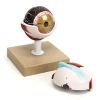 Discount 3x Life Size Human Eye Model Human Body