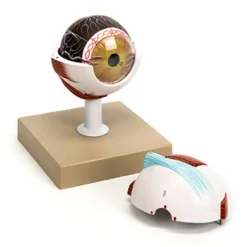 Discount 3x Life Size Human Eye Model Human Body