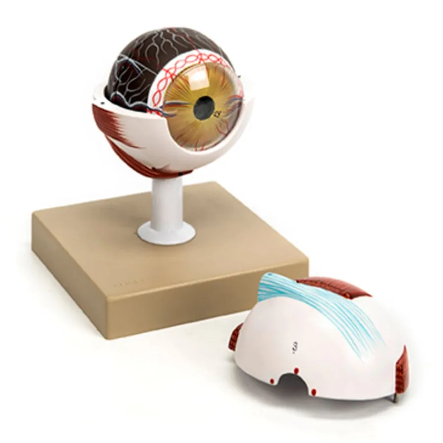 Discount 3x Life Size Human Eye Model Human Body