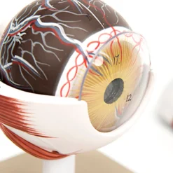 Discount 3x Life Size Human Eye Model Human Body